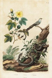 Pamuk, guguk kuşu ve çim yılanı.,1834-1839 (gravür) by Unbekannter Künstler