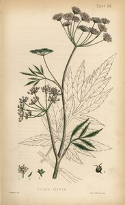 Banotu ya da su baldıranı, Cicuta virosa. Edward Hamilton