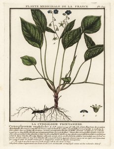 Sürünen göbek otu, Omphalodes verna. by Unbekannter Künstler