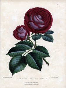 Kıpkırmızı pembe ve mor. Serada yetiştirilen hibrit çay çeşidi, Çin Gülü türü. Worthington G.Smith (1835-1917) tarafından Floral Magazine