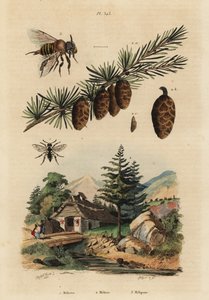 Guguklu arı, Melecta albifrons 1, Avrupa karaçam ağacı, Larix decidua 2 ve iğnesiz melipona bal arısı, Melipona favosa 3 by Unbekannt