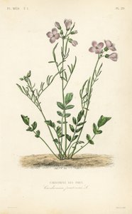 Cuckooflower, Cardamine pratensis, Cardamine des pres by Unbekannt