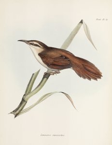 Eğri gagalı kamış avcısı, Arjantin, c 1832-1836 by Unbekannter Künstler