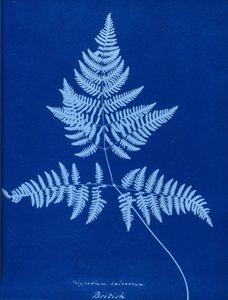 Polypodium calcareum