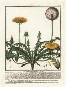 Karahindiba, Taraxacum campylodes. by Unbekannter Künstler