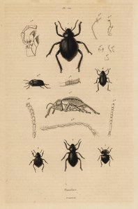Kara böcekler, Pimelia türleri by Unbekannt