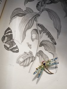 Maria Sibylla Merian tarafından 