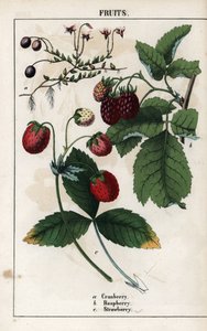 Meyvelerin tanımı: kızılcık, ahududu ve çilek meyveleri. Charlotte Mary Yonge (1823-1901) tarafından 1858