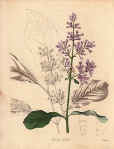 Orta ve doğu Avrupa#39;ya özgü Macar Leylağının (Syringa josikaea) tanımı. Miss R. Mills#39;in (aktif 1836-1842) illüstrasyonu, The Botanist#39;te, Benjamin Maund#39;un beş ciltlik serisi, 1836 ile 1842 arasında yayınlandı. Bu çalışma ünlüdür. by Unbekannter Künstler
