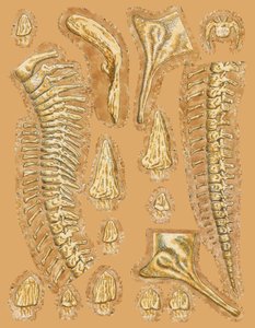 Renkli arka planda dinozor kemikleri, yakın çekim by Unbekannt