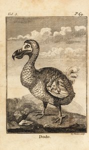 Dodo, Raphus cucullatus, soyu tükenmiş kuş by Unbekannt