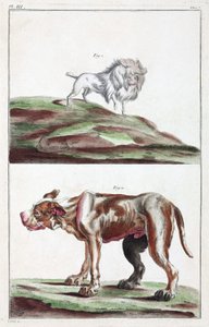 köpekler by Unbekannt