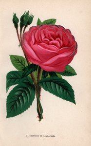  by Unbekannter Künstler