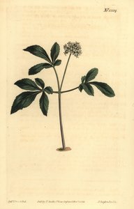 Cüce ginsengi, Panax trifolius by Unbekannt