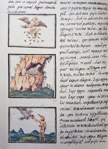 Eagles, Florentine Codex