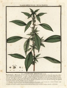 Doğu pellitory of the wall, Parietaria officinalis. by Unbekannter Künstler