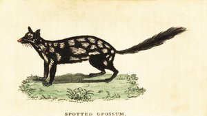 Doğulu, Dasyurus viverrinus. ,1800 (gravür) by Unbekannter Künstler