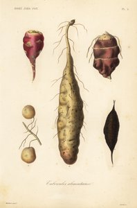 Yenilebilir yumrular, Yenilebilir yumrular by Unbekannt