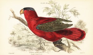 Nesli tükenmekte olan mor enseli lory, Lorius domicella. 1889 (gravür) by Unbekannter Künstler
