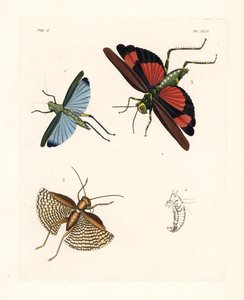 Eupropacris coeruleus çekirgesi 1, Chromacris miles 2 ve Gryllacris tessellata 3. John O. Westwood