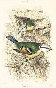 Avrasya mavi baştankara, Cyanistes caeruleus.1889 (gravür) by Unbekannter Künstler