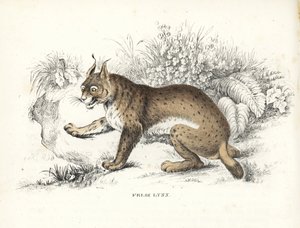  by Unbekannter Künstler