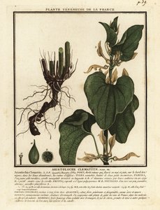 Avrupa doğum otu, Aristolochia clematitis. by Unbekannter Künstler