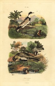 Avrupa altın cılıbıt, Pluvialis apricaria ve halkalı cılıbıt, Charadrius hiaticula by Unbekannt