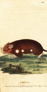 Avrupa hamsteri, Cricetus cricetus. Tehlikede. ,1800 (gravür) by Unbekannter Künstler