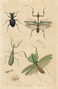 Avrupa peygamber devesi, Mantis religiosa 1, yaprak peygamber devesi, Choeradodis rhomboidea 2, kaplan böceği, Manticora latipennis 3, mantidfly, Mantispa styriaca 4 by Unbekannt