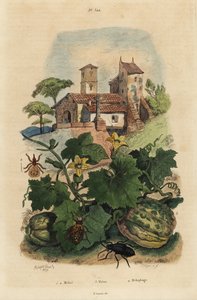 Avrupa yağ böceği, Meloe proscarabaeus 1,2, kavun de Honfleur, Cucumis melo 3 ve koyun ked, Melophagus ovinus 4 by Unbekannt