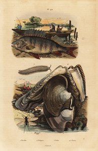 Avrupa levrek, Perca fluviatilis 1, kadife solucan, Peripatus iuliformis 2, bağcık, Perla marginata 3 ve inci istiridye, Isognomon isognomum 4. Perche, Peripat, Perle, Perne by Unbekannt