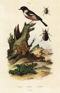 Avrupa taş sohbeti, sarı beyin ve bok böcekleri. by Unbekannter Künstler