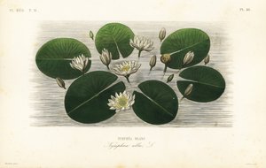 Avrupa beyaz nilüfer, Nymphaea alba, Nymphea blanc by Unbekannt