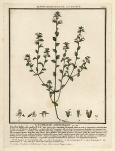 Eyebright, Euphrasia rostkoviana. by Unbekannter Künstler