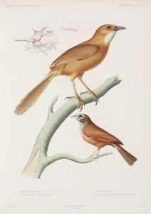 Fairywren ve kiraz kuşu, Cezayir by Unbekannter Künstler