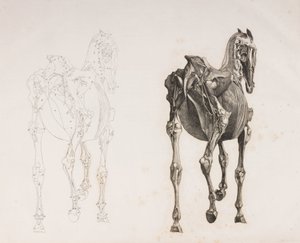 Bir atın beşinci parçalanmış katmanı, arkadan görünüm by Unbekannt