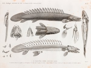 Balık: Le Polyptere Bichir, anatomi by Unbekannt