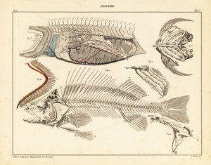 İskelet, solungaç vb. gösteren balık anatomisi, 1841 (litografi) by Unbekannter Künstler