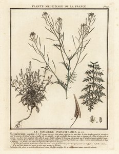 Flixweed, Descurainia sophia. by Unbekannter Künstler