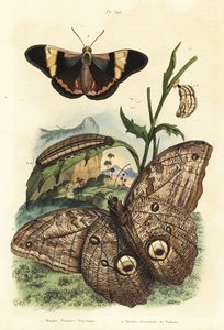Orman dev baykuş kelebeği, Caligo eurilochus 1 ve Brassolis sophorae kelebeği, pupa ve tırtıl 2 by Unbekannt