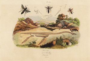 Soyu tükenmiş bir plesiosaurus 4 ve eşekarısı fosil iskeleti, Plesia türleri 1-3 by Unbekannt