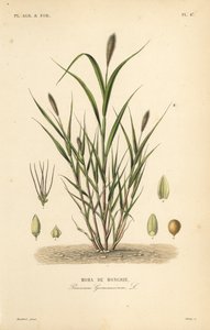 Tilki kuyruğu darı veya İtalyan darı, Setaria italica, Panicum germanicum, Moha de Hongrie by Unbekannt