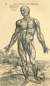 Erkek insan vücudunun önü, ilk olarak Andreas Vesalius tarafından De Humani Corporis Fabrica Libri Septem