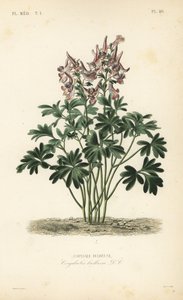 Fümewort, Corydalis solida, Corydalis bulbosa, Corydale bulbeuse by Unbekannt