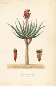 Fynbos aloe, Aloe succotrina, Aloe succotrina by Unbekannt