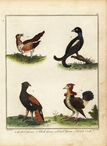 Av kuşları: benekli orman tavuğu, kara orman tavuğu, orman tavuğu, funda coc 1792 (gravür) by Unbekannter Künstler