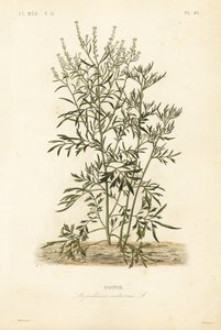 Bahçe tere, hardal ve tere veya karabiber, Lepidium sativum, Nasitor by Unbekannt