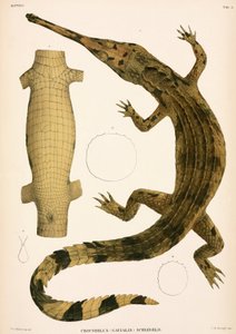 Gharial, Endonezya by Unbekannter Künstler