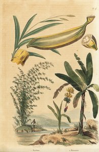 Dev dikenli bambu bitkisi, Bambusa bambos (Bambos arundinacea) ve meyve ve kesitli muz ağacı, Musa paradisiaca by Unbekannt